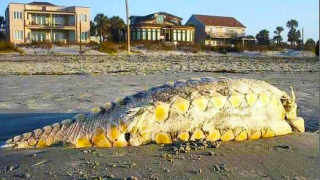 The Little Mermaid's fish legs washed up in South Carolina